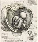 DaVinci Womb Scetch